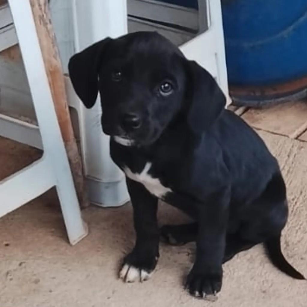 Pequena, cachorro de porte médio para adoção em Aiuruoca - MG