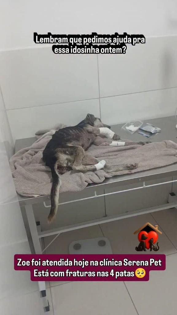 Zoe, cachorro de porte pequeno para adoção em Arcoverde - PE
