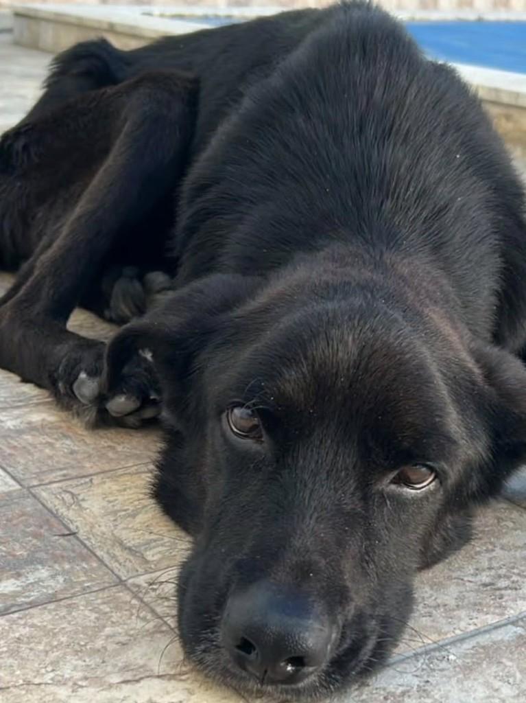 Lupe, cachorro de porte médio para adoção em Arcoverde - PE