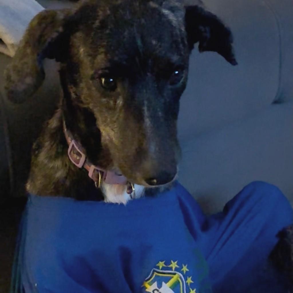Suzy, cadela de porte pequeno para adoção em Arcoverde - PE