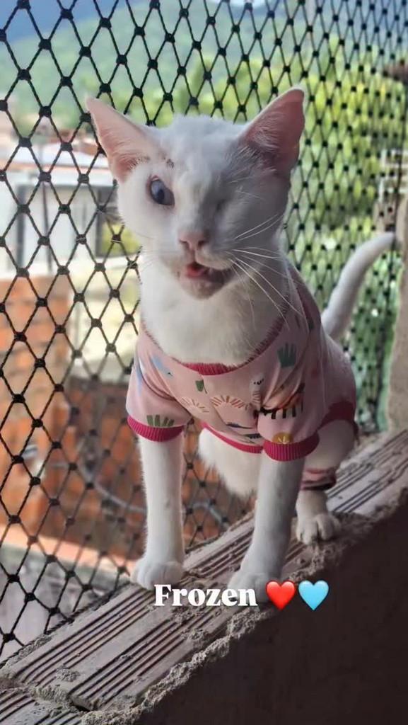 Frozen, gato para adoção em Maranguape - CE