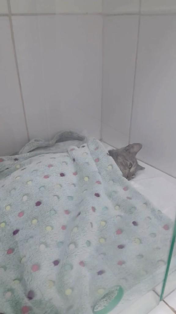 Esperança, gata para adoção em Maranguape - CE