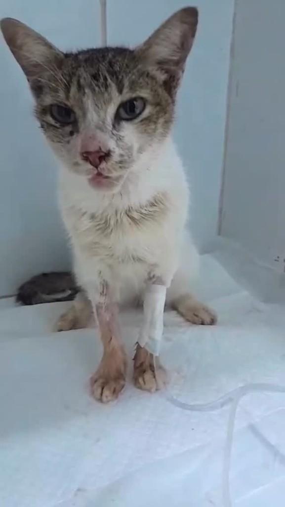 Nina, gato de porte pequeno para adoção em Maranguape - CE