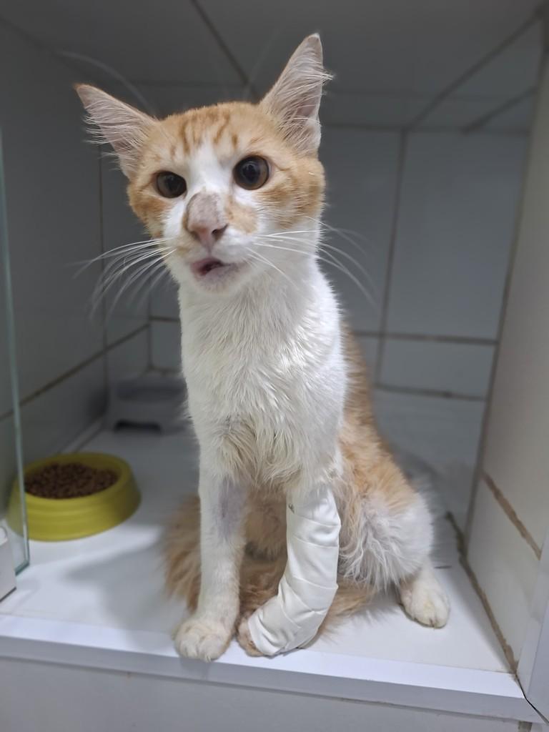 Vitório, gato de porte médio para adoção em Maranguape - CE