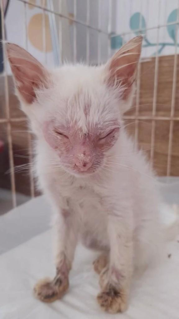 Maya, gata de porte pequeno para adoção em Maranguape - CE