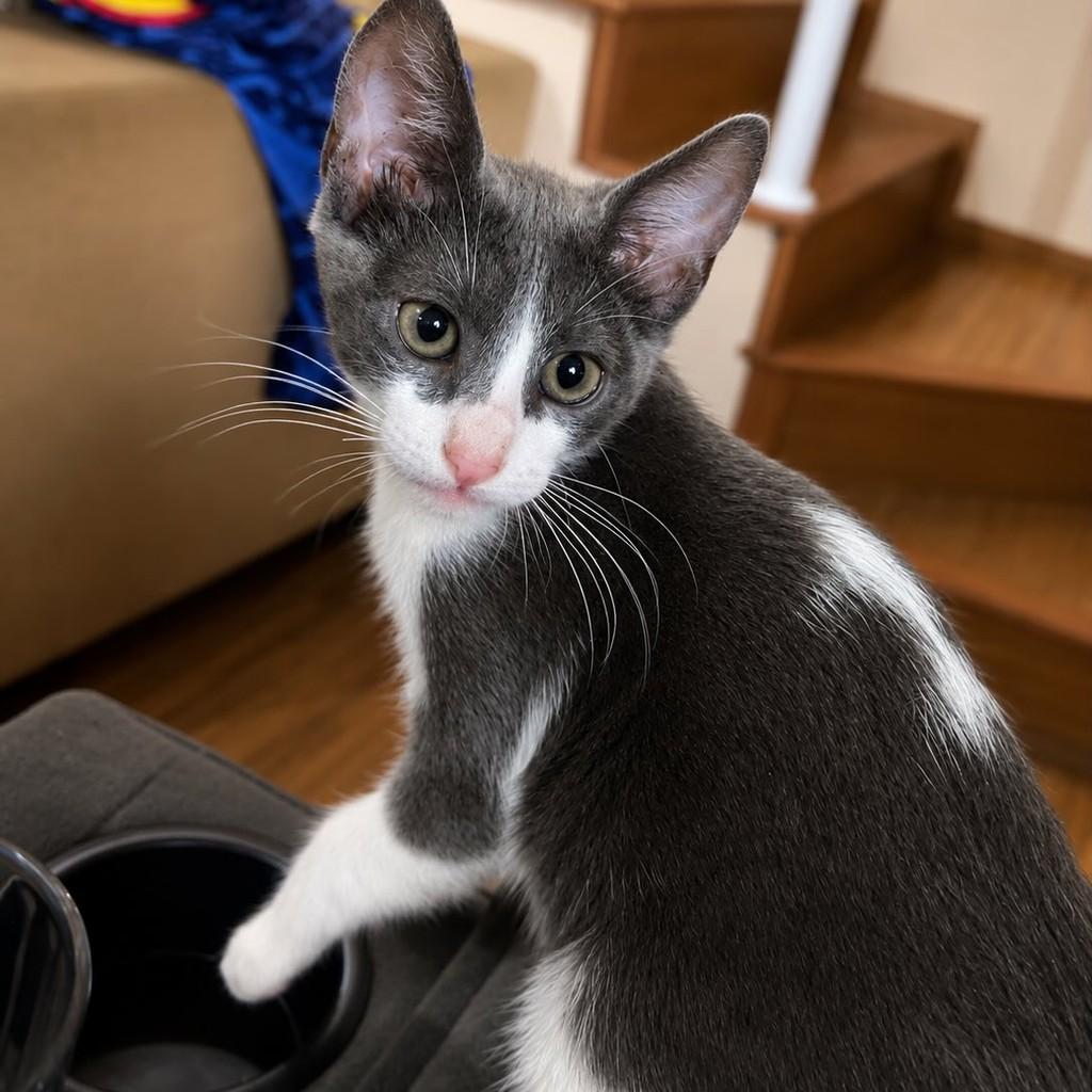 Maisena, gato de porte pequeno para adoção em São Paulo - SP