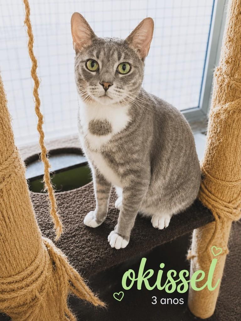 Okissel, gato de porte médio para adoção em Guarulhos - SP