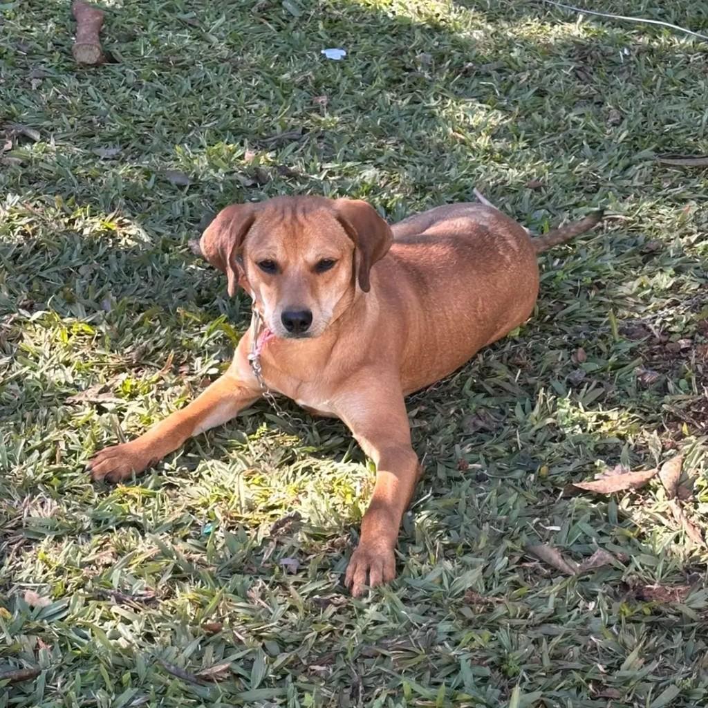Caramelo, cachorro de porte médio para adoção em Anchieta - SC