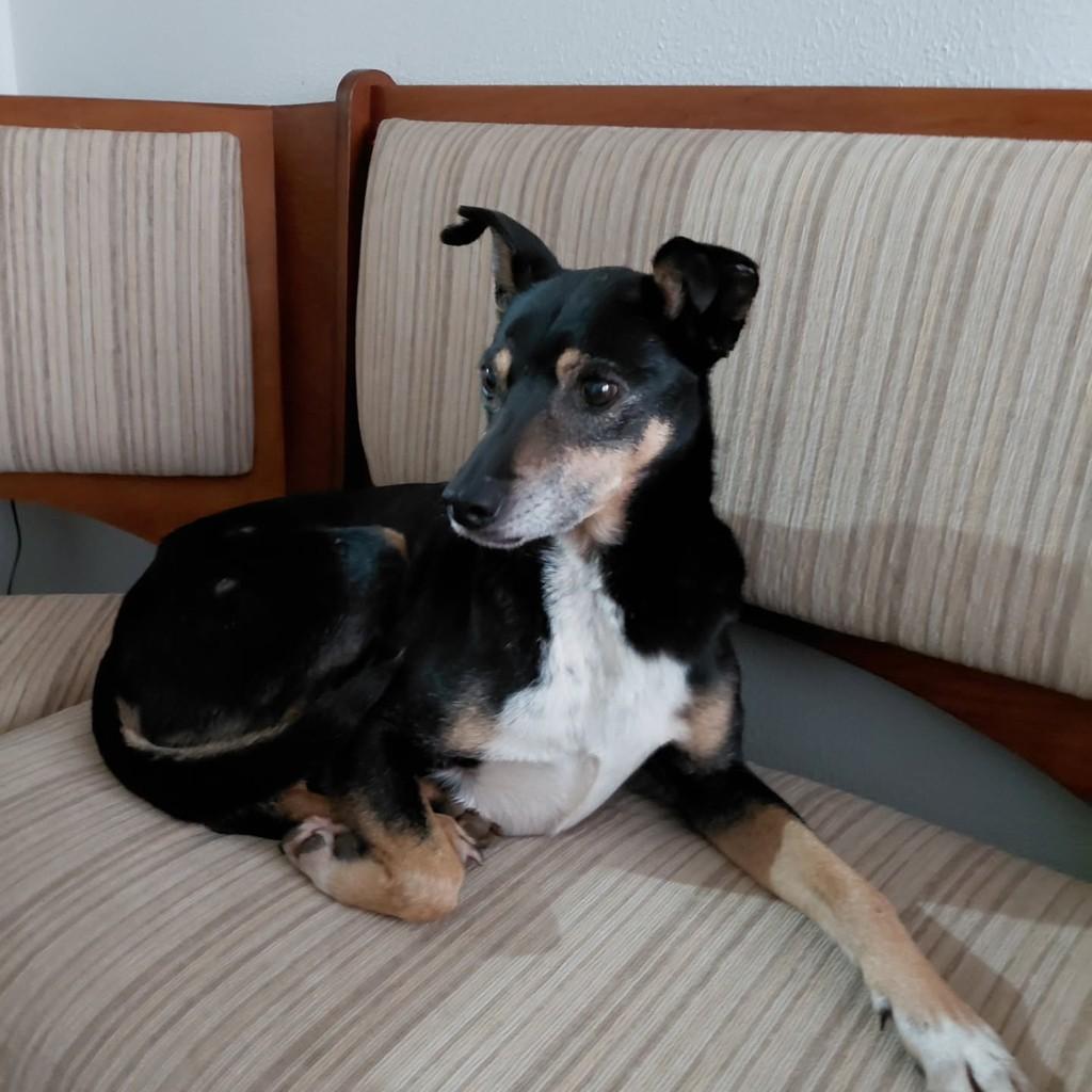 Sting, cachorro de porte médio para adoção em Campo Largo - PR