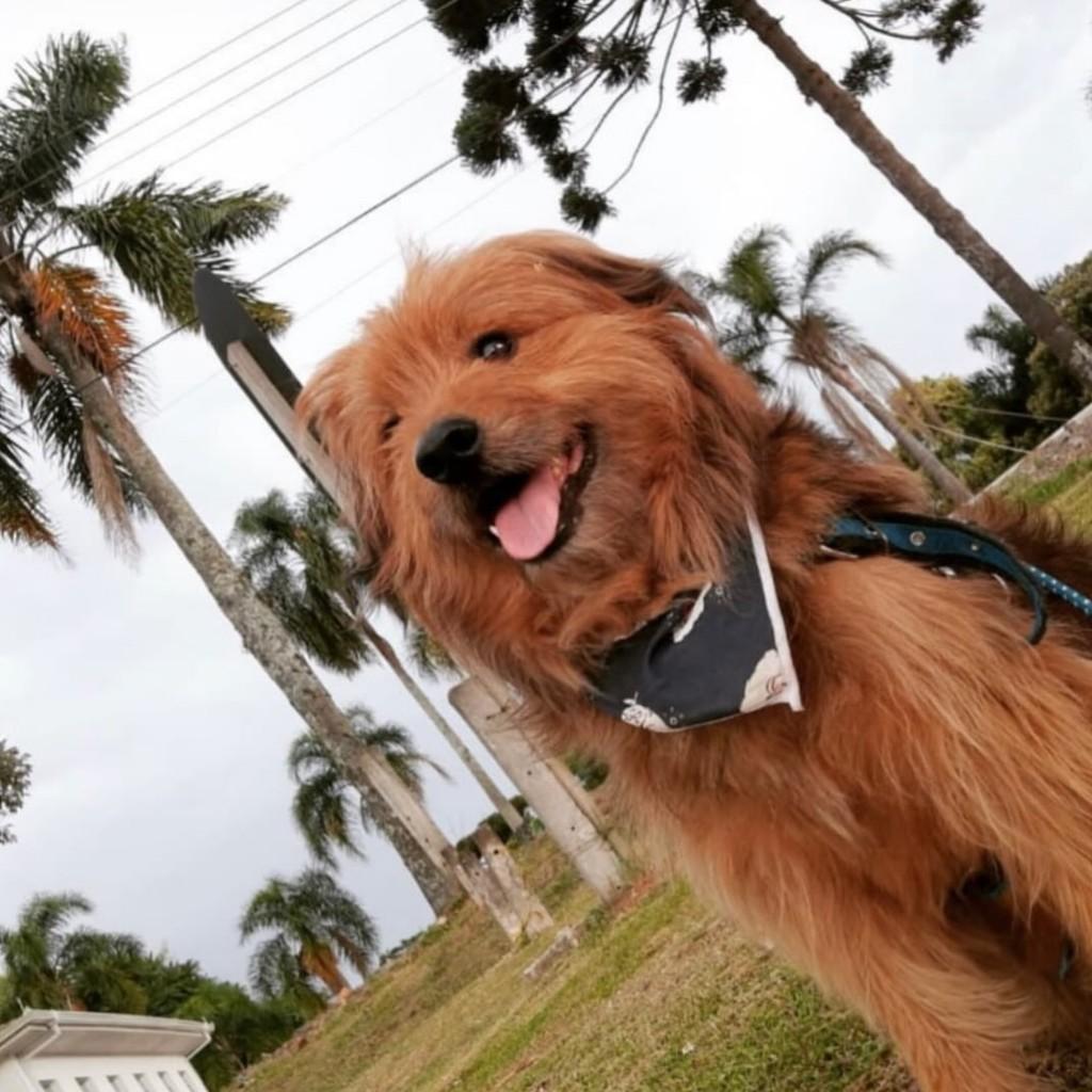 Caramelo, cachorro de porte médio para adoção em Campo Largo - PR