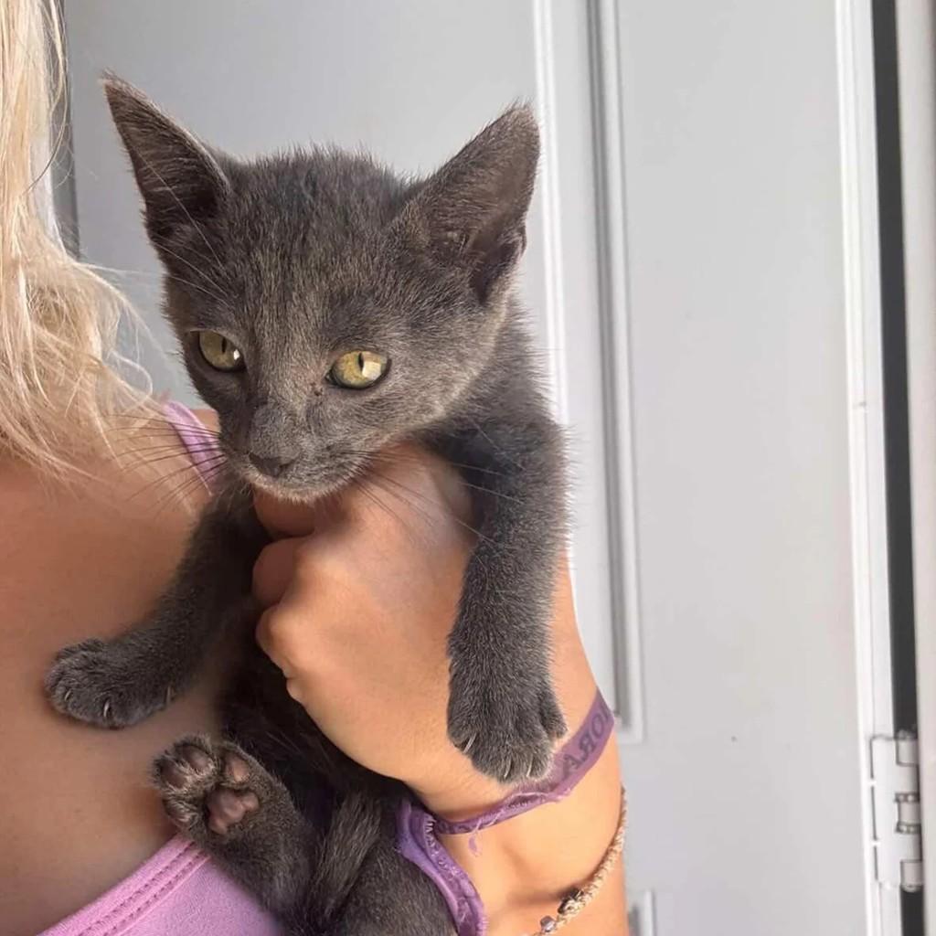 Princesa Linda, gato de porte pequeno para adoção em Campo Grande - MS