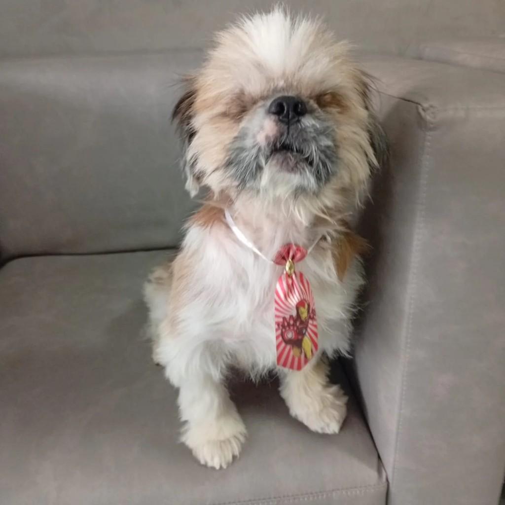Gabriel, cachorro de porte pequeno para adoção em Campo Grande - MS