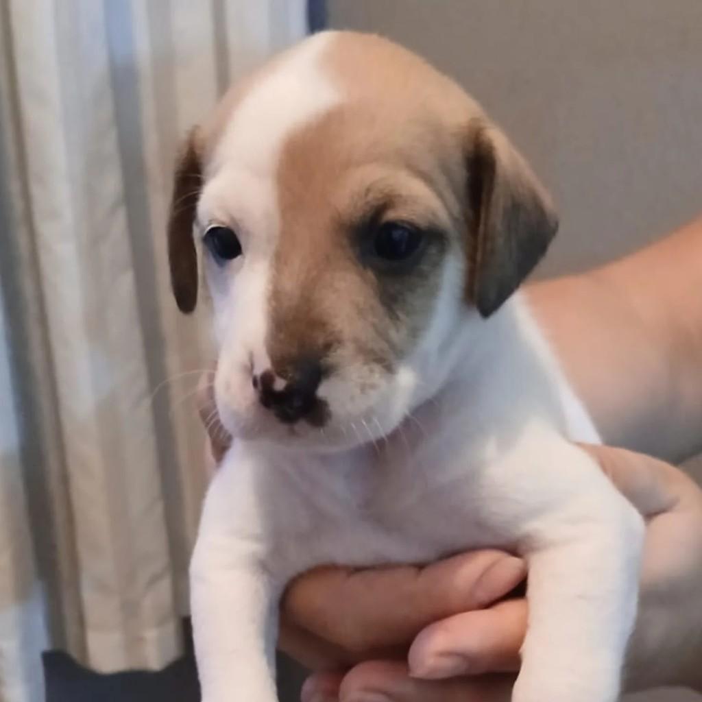 Linda Cachorrinha, cadela de porte pequeno para adoção em Campo Grande - MS