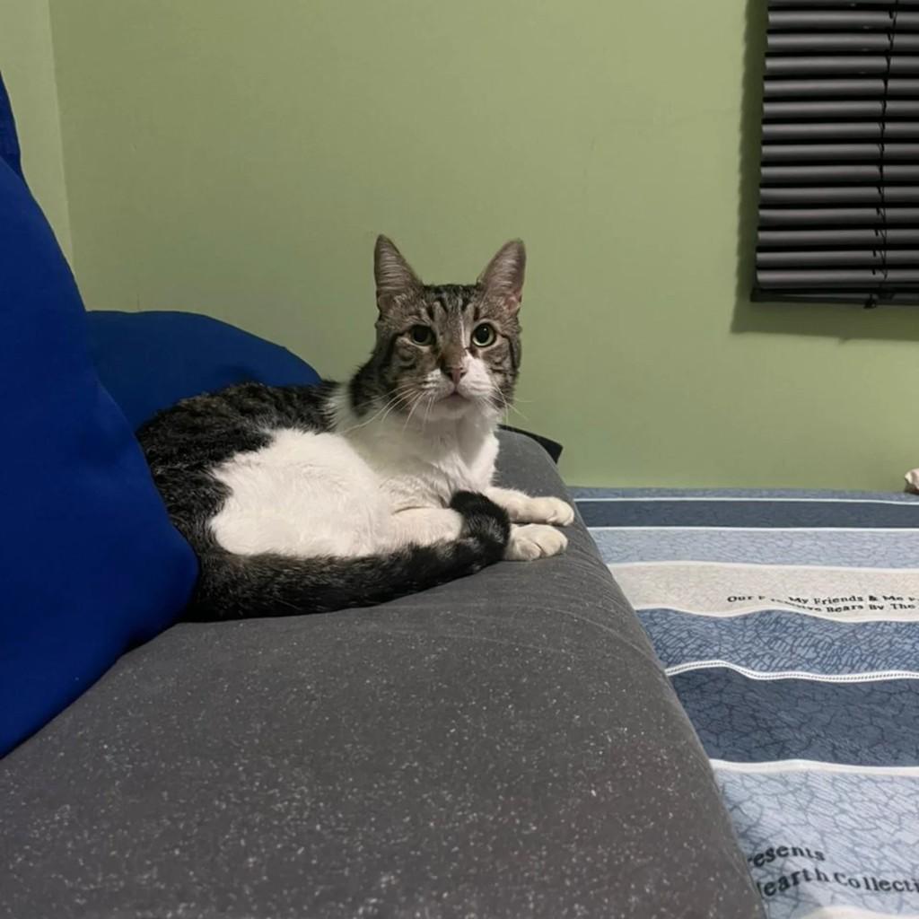 Nelson, gato de porte médio para adoção em Campo Grande - MS