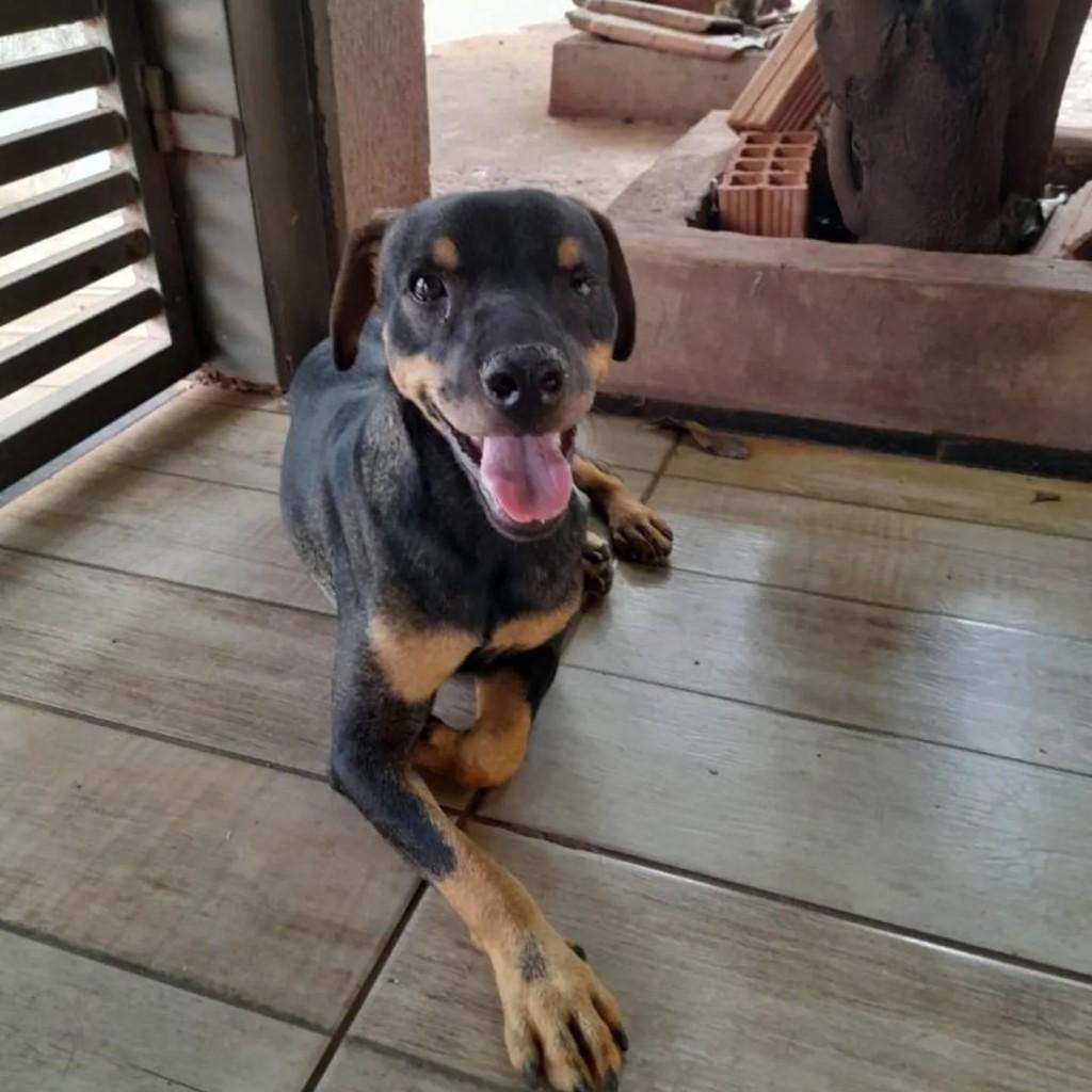 Geremias, cachorro de porte médio para adoção em Campo Grande - MS