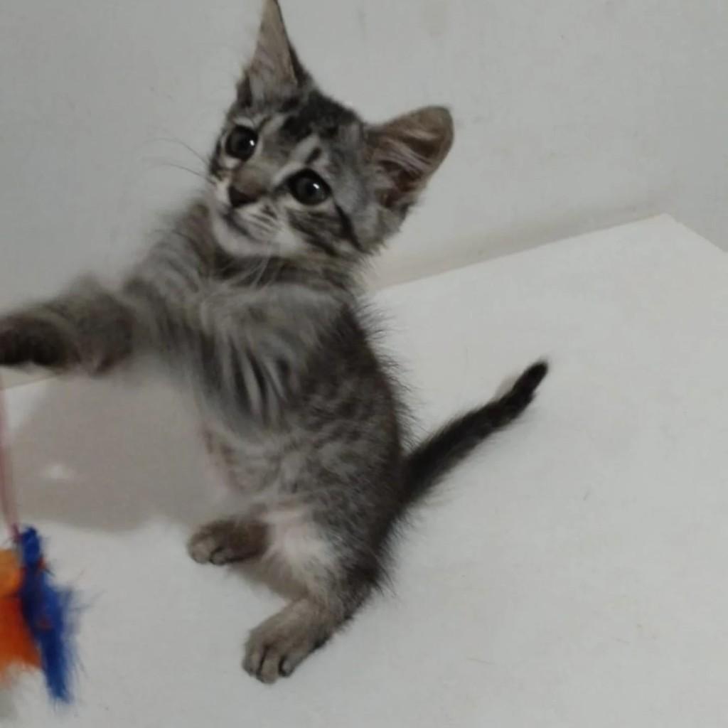 Princesa, gato de porte pequeno para adoção em Campo Grande - MS
