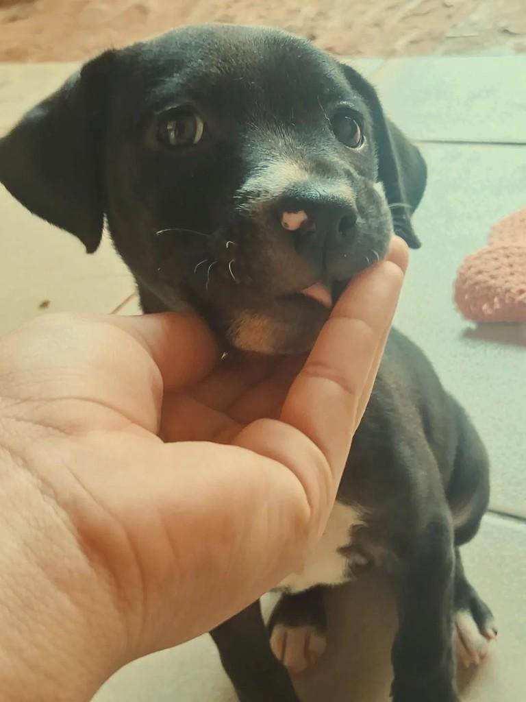 Princesa, cachorro de porte pequeno para adoção em Campo Grande - MS