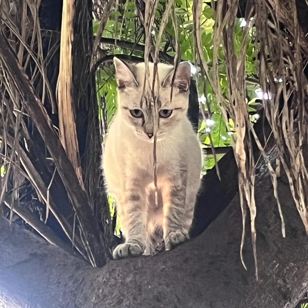 Menininha, gato de porte pequeno para adoção em Campo Grande - MS