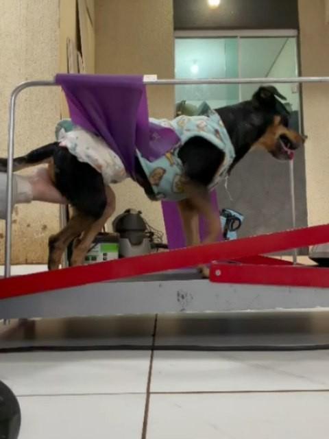 Robertinho, cachorro de porte pequeno para adoção em Campo Grande - MS