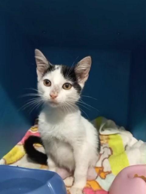 Paçoca, gato de porte pequeno para adoção em Campo Grande - MS