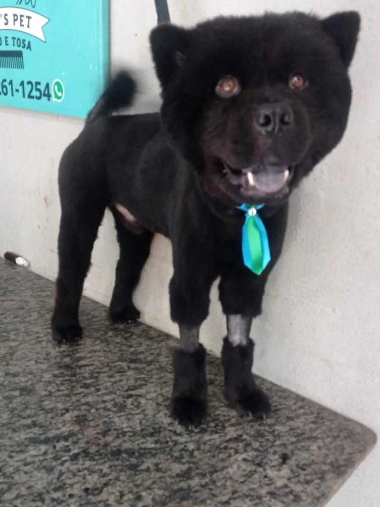 Oliver, cachorro de porte médio para adoção em Campo Grande - MS