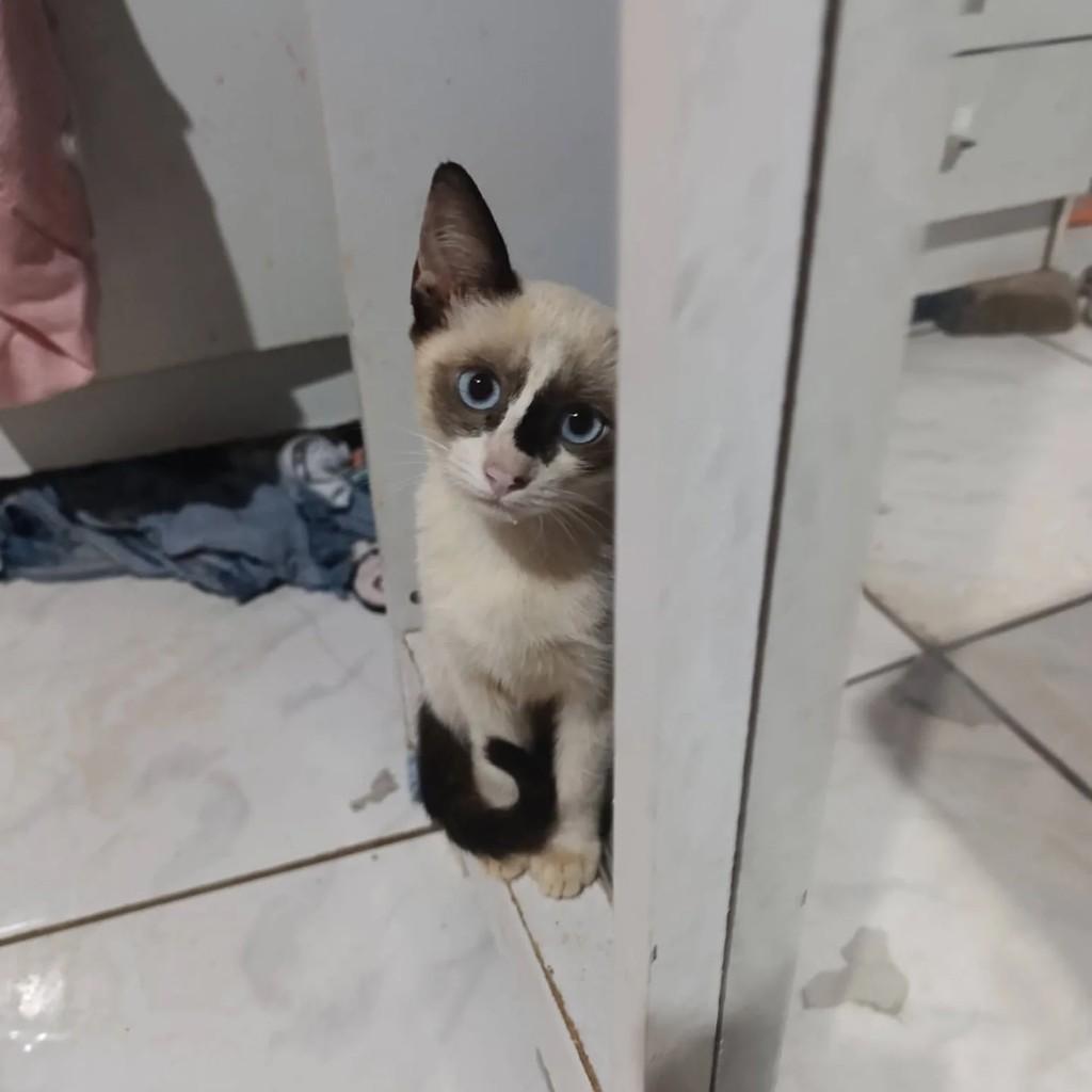 Branquelo, gato de porte pequeno para adoção em Campo Grande - MS