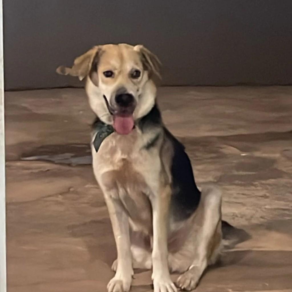 Romeo, cachorro de porte médio para adoção em Campo Grande - MS