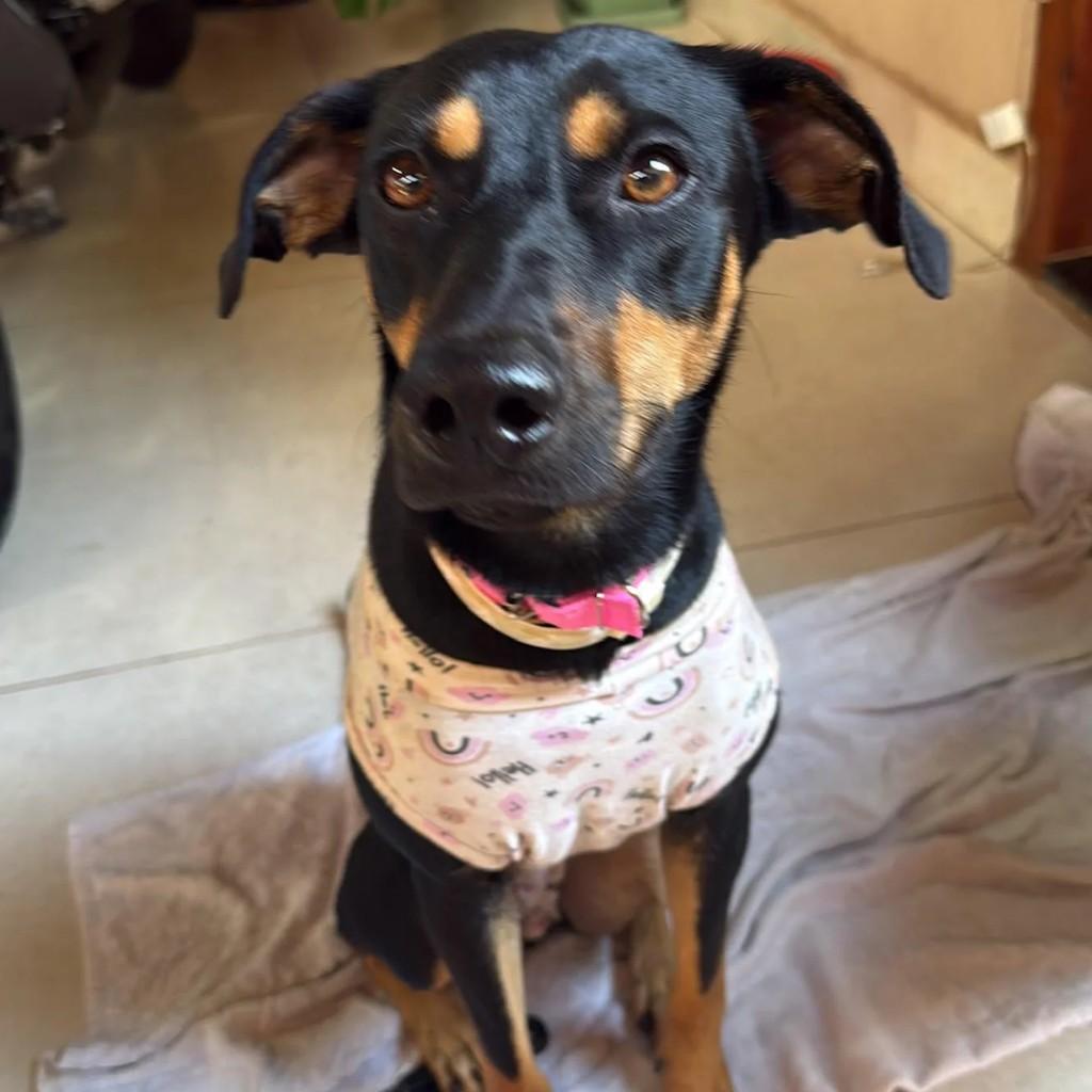 Nina, cachorro de porte médio para adoção em Campo Grande - MS