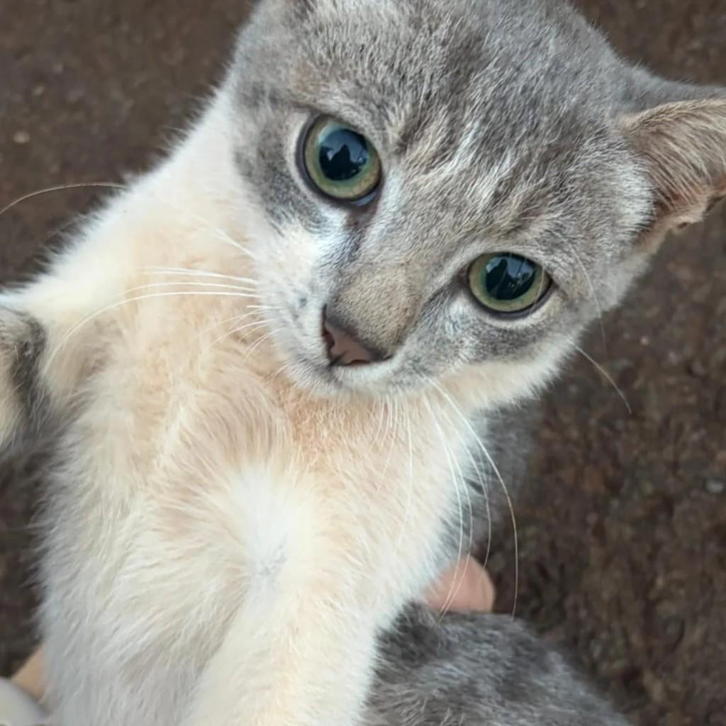 Menininho, gato de porte pequeno para adoção em Campo Grande - MS