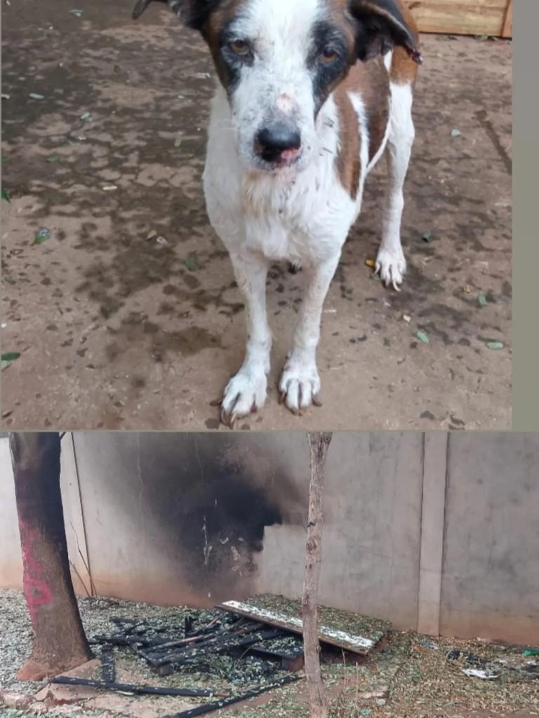 Alfredo, cachorro de porte pequeno para adoção em Campo Grande - MS