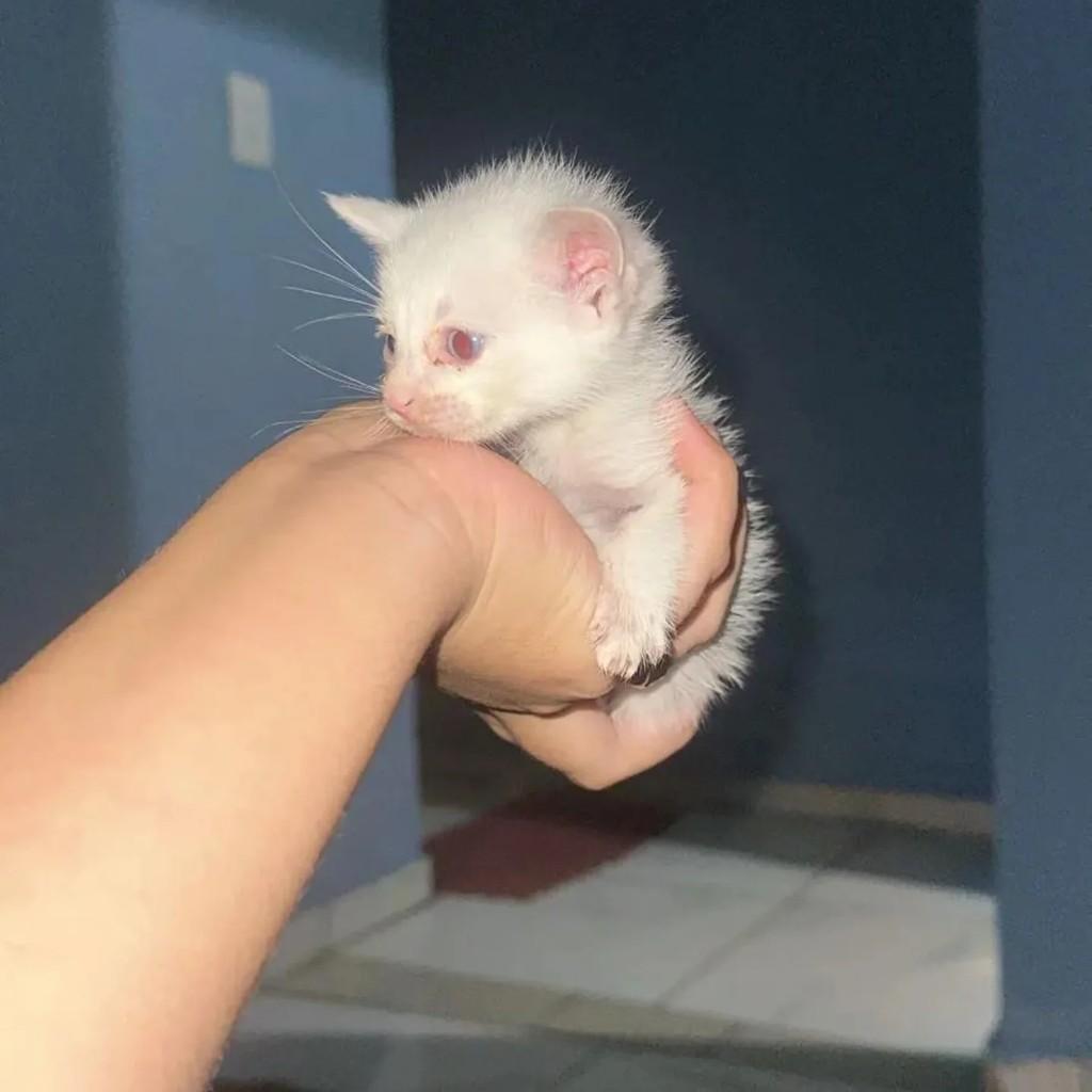 Branquinha, gata de porte pequeno para adoção em Campo Grande - MS