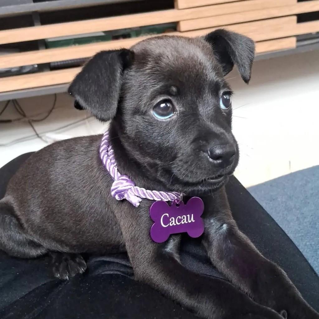 Essa Linda, cachorro de porte pequeno para adoção em Campo Grande - MS