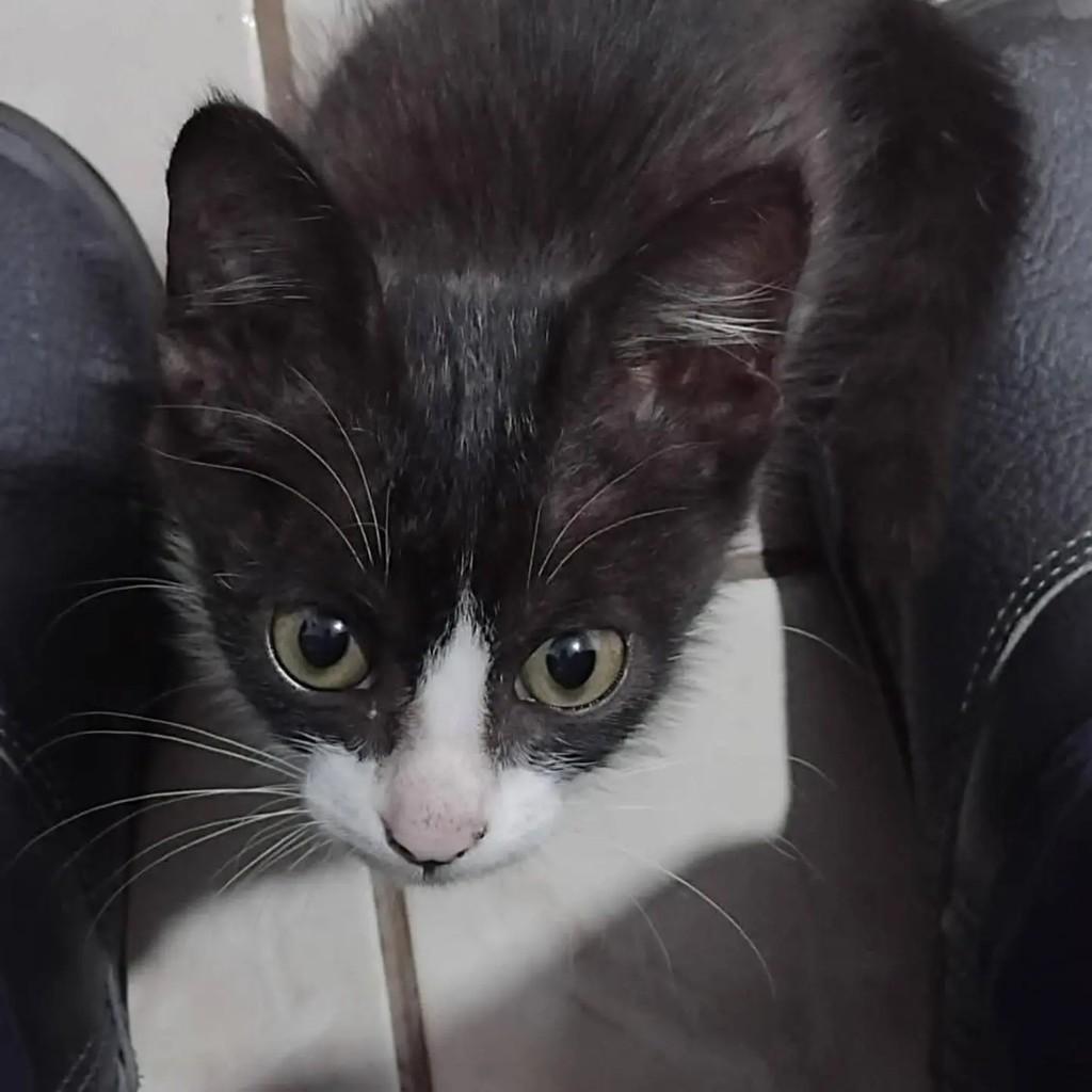 Frajola, gata de porte pequeno para adoção em Campo Grande - MS