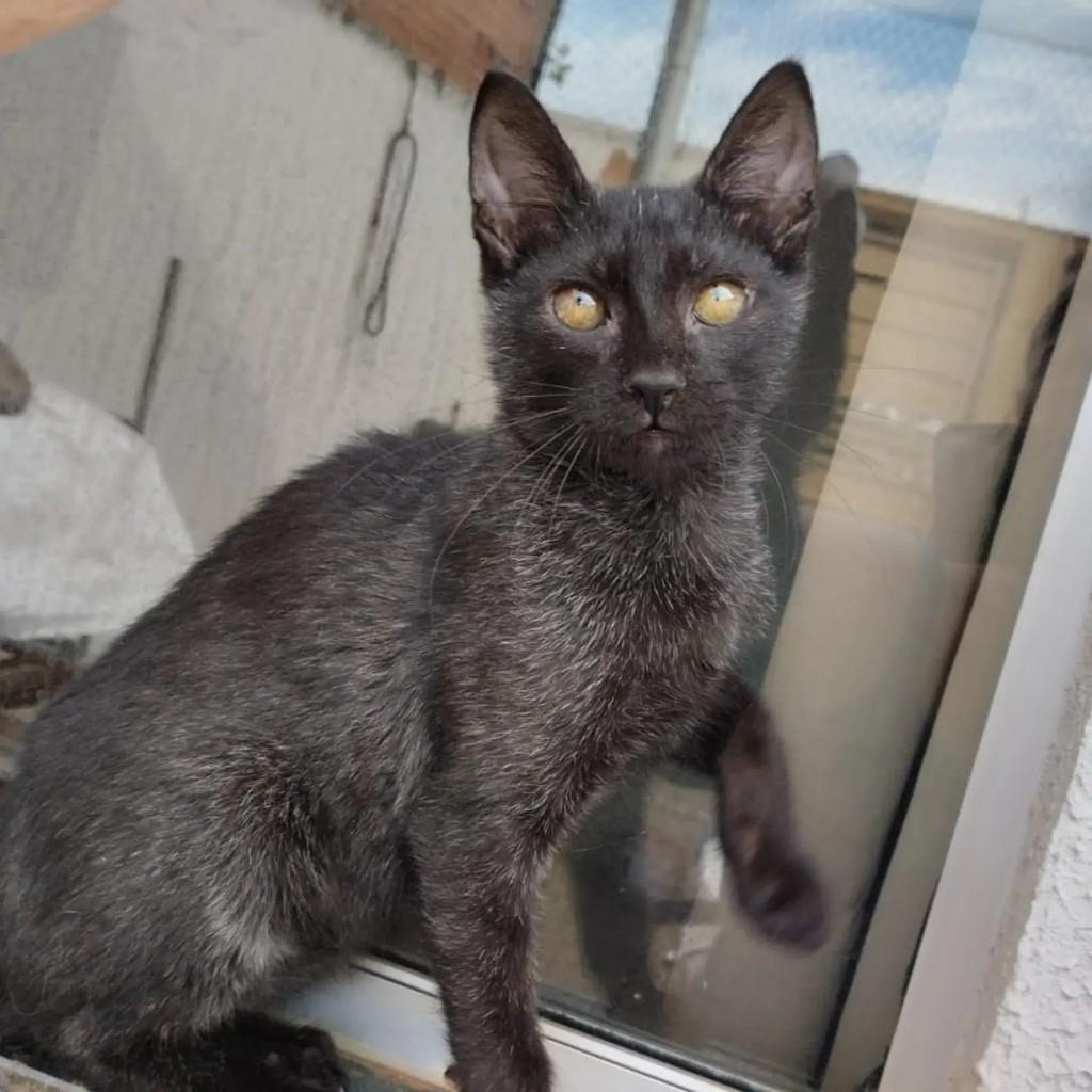 Fofucha, gato de porte pequeno para adoção em Campo Grande - MS