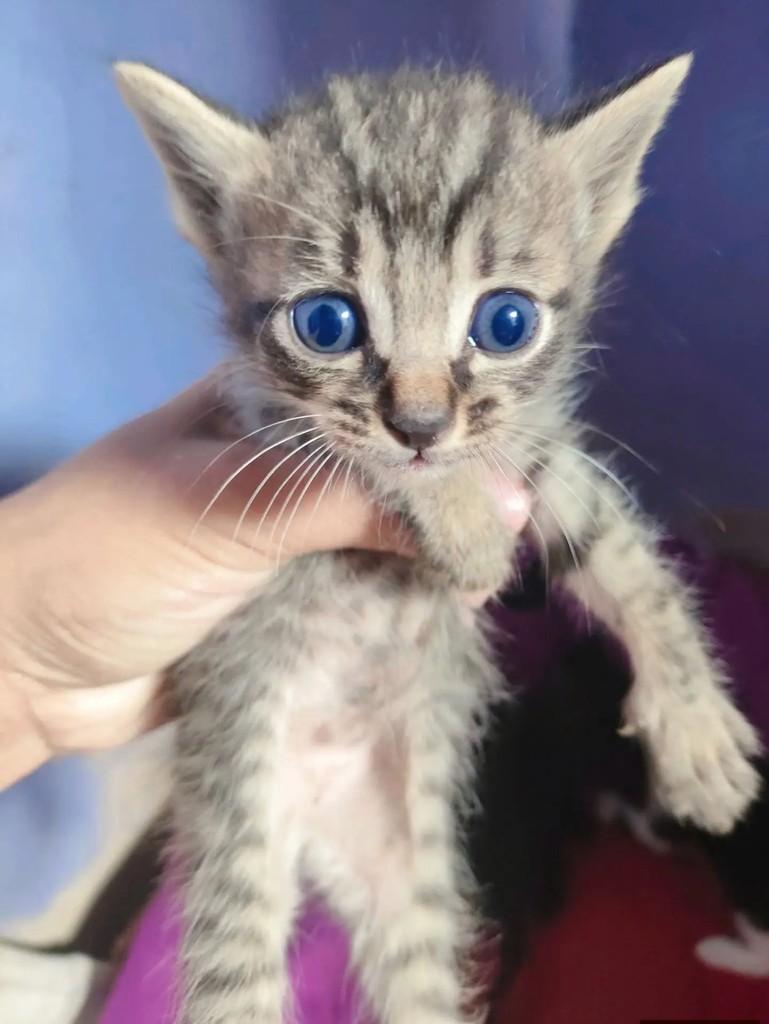 Bebezinho, gato de porte pequeno para adoção em Campo Grande - MS