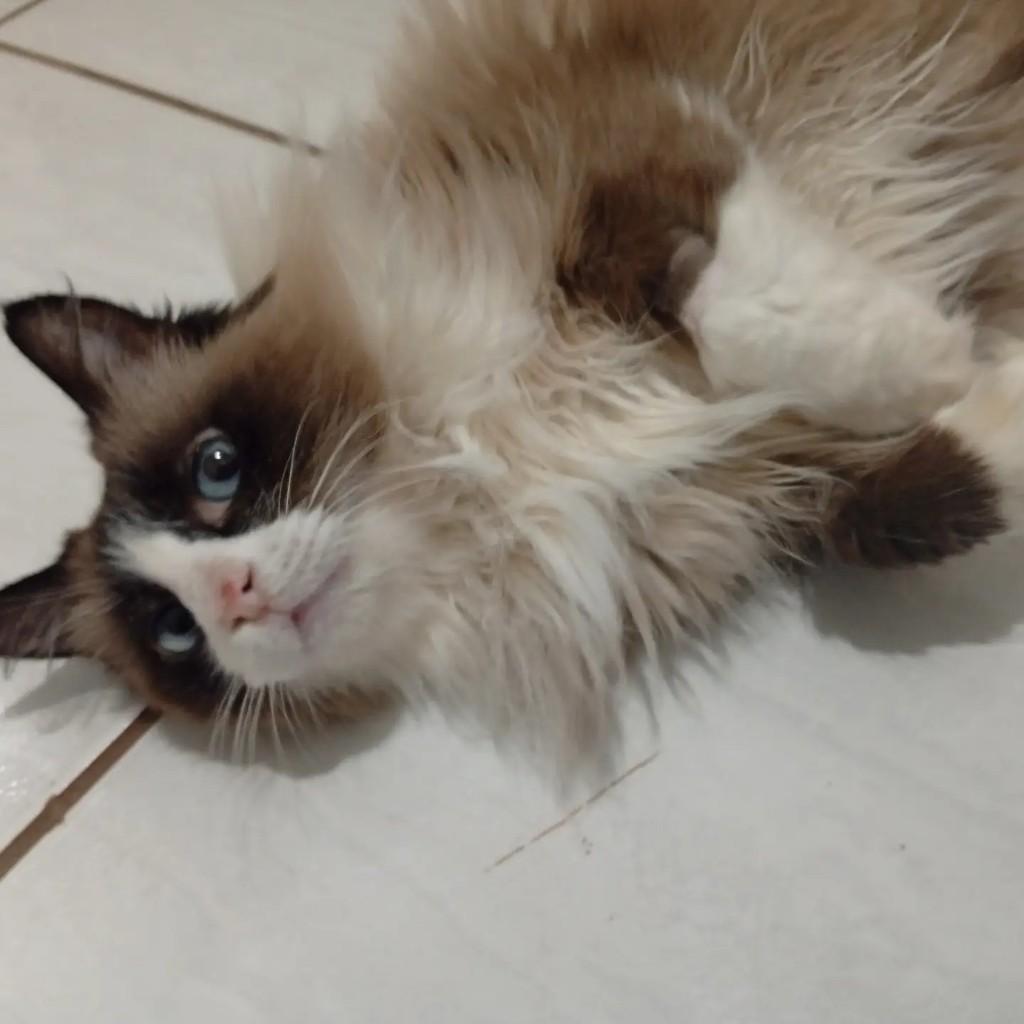 Lua, gato de porte médio para adoção em Campo Grande - MS