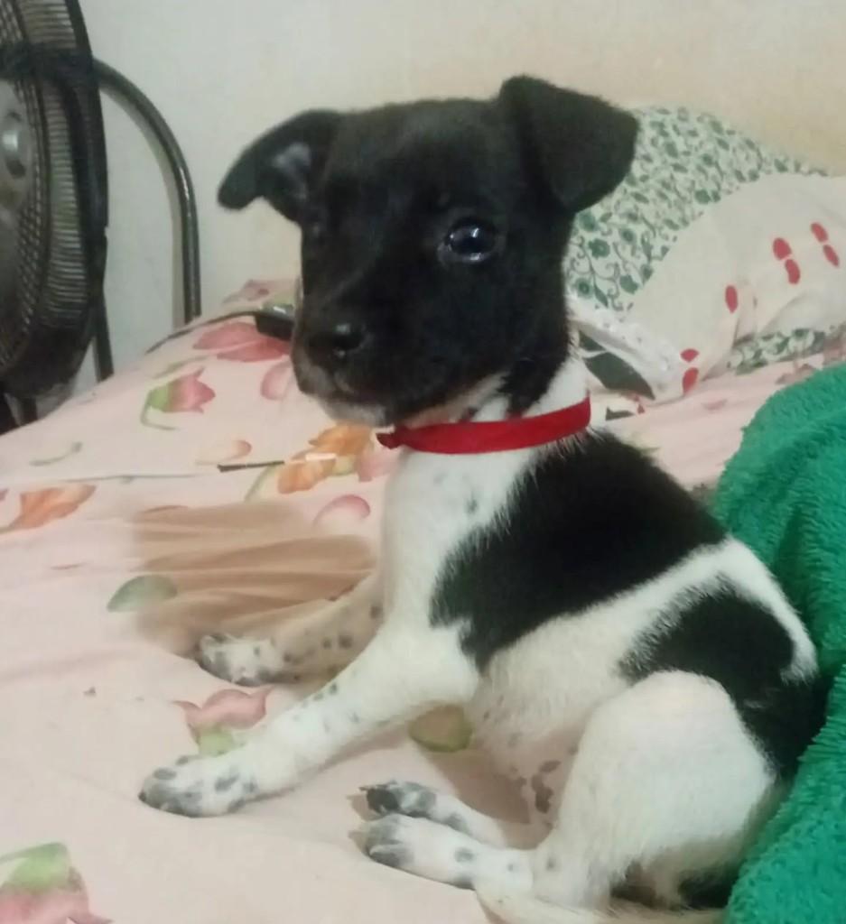 Cachorrinha, cadela de porte pequeno para adoção em Campo Grande - MS