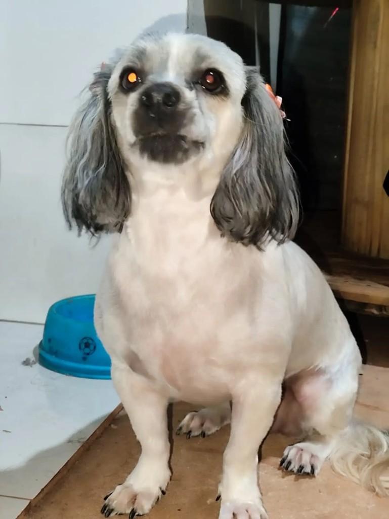 Lilica, cadela de porte médio para adoção em Campo Grande - MS