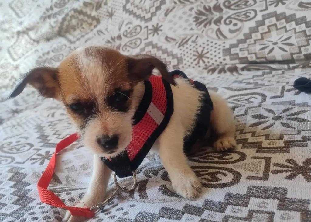 Fiapinho de manga, cadela de porte pequeno para adoção em Campo Grande - MS