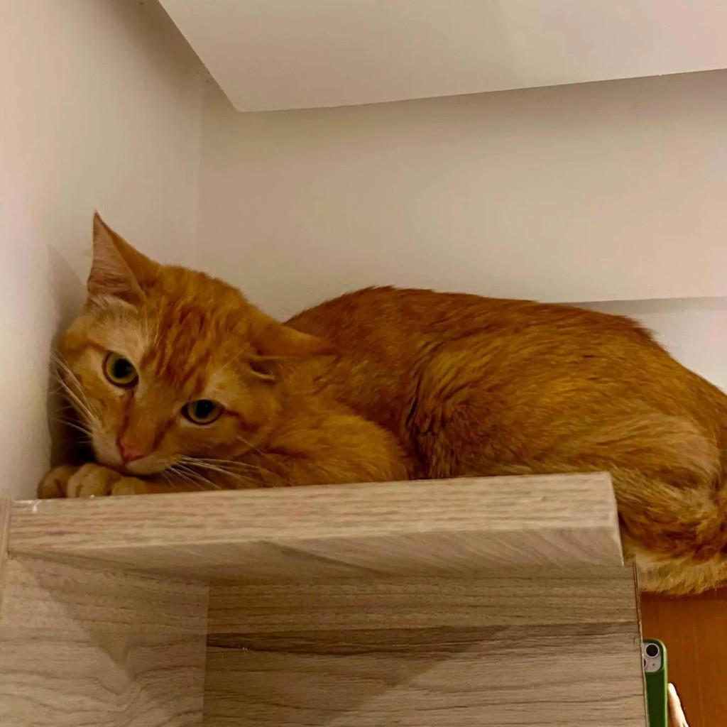 Laranjinha, gato de porte médio para adoção em Campo Grande - MS
