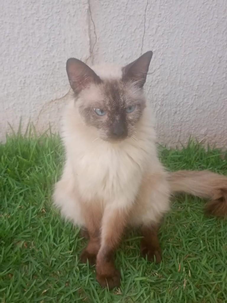 Lindão, gato de porte médio para adoção em Campo Grande - MS