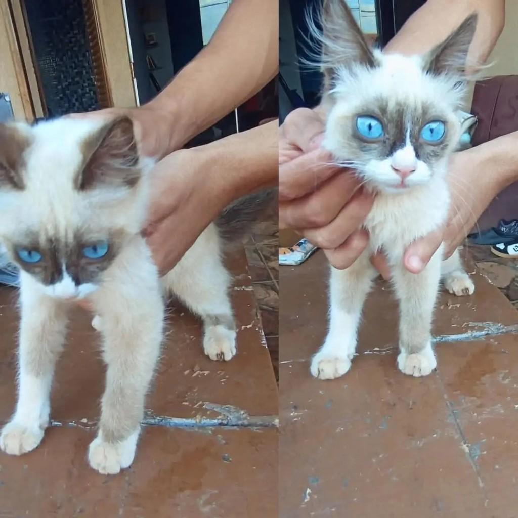Soltaram, gata de porte pequeno para adoção em Campo Grande - MS
