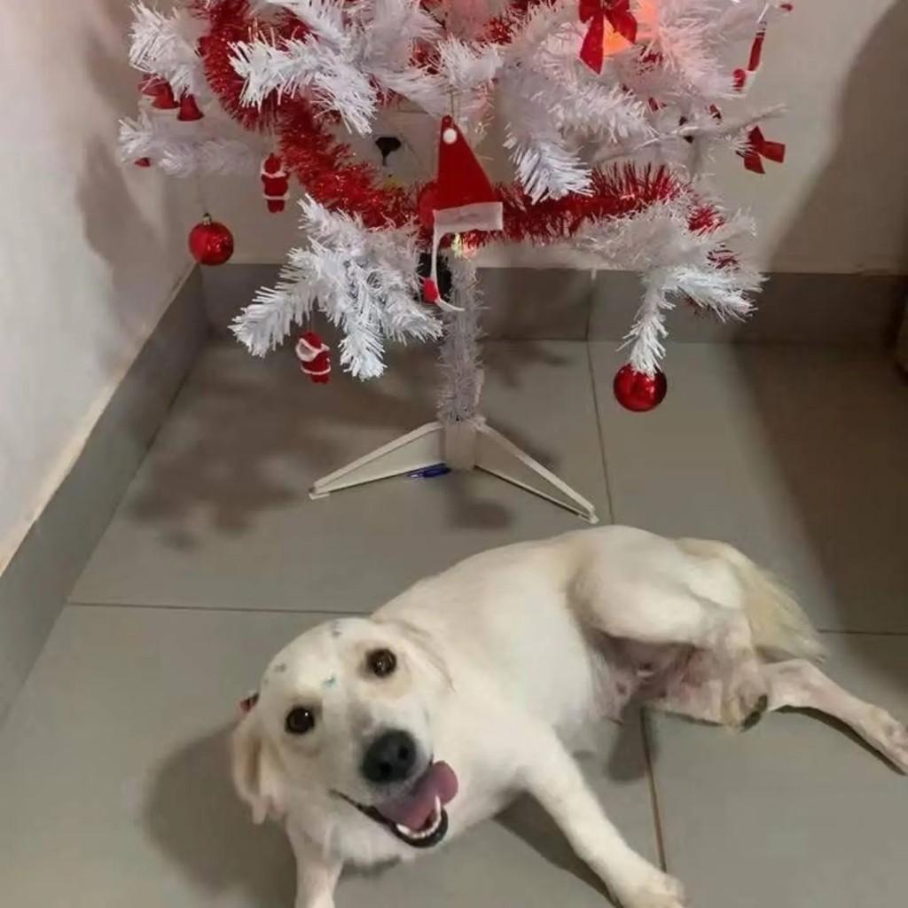Maya, cachorro de porte pequeno para adoção em Campo Grande - MS