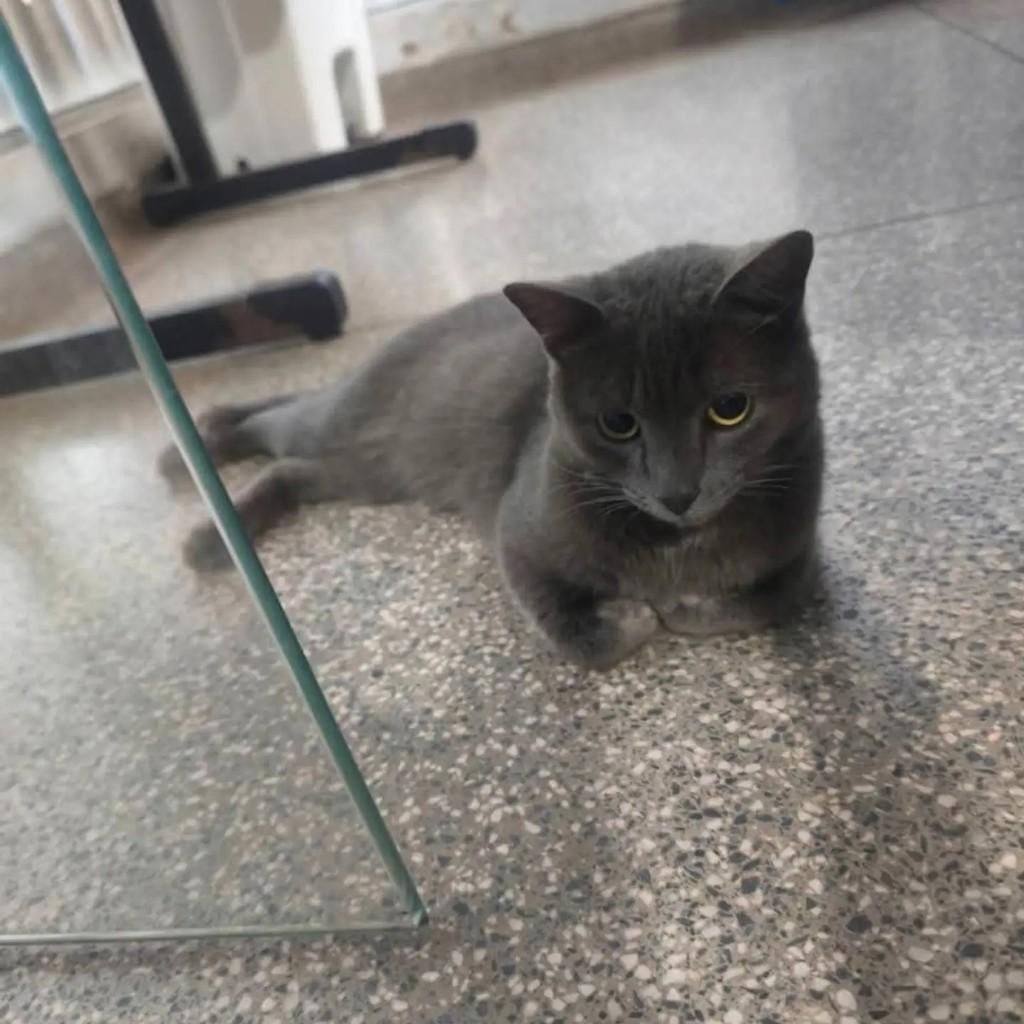Fofinha, gato de porte médio para adoção em Campo Grande - MS