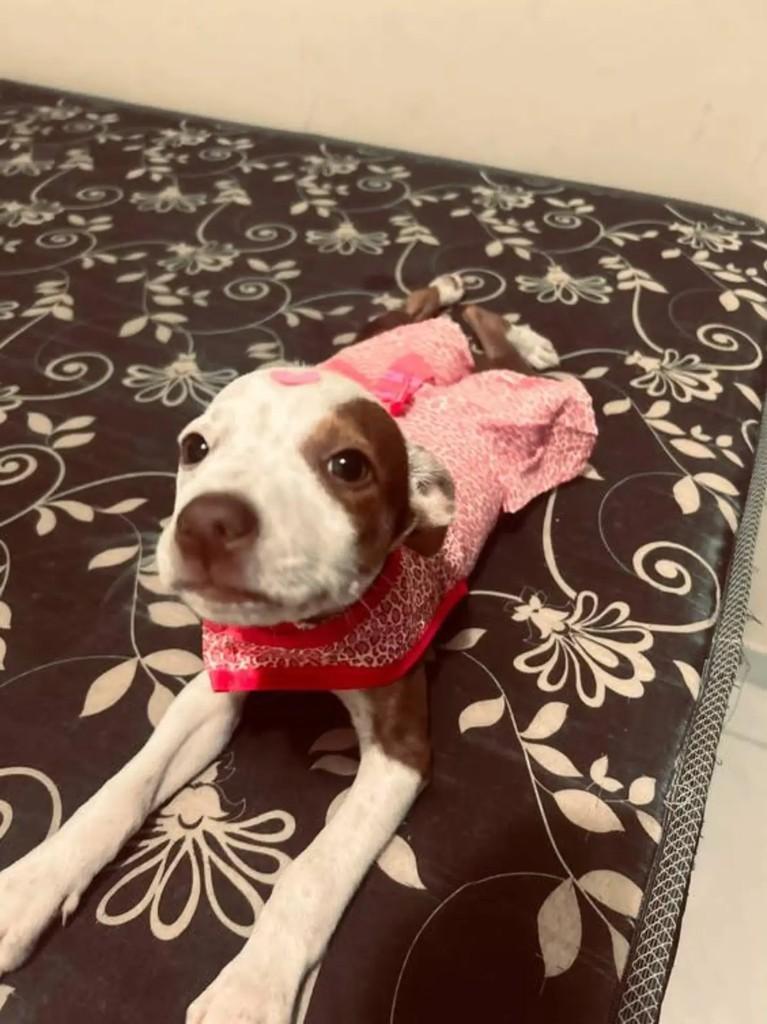 Ela, cachorro de porte pequeno para adoção em Campo Grande - MS
