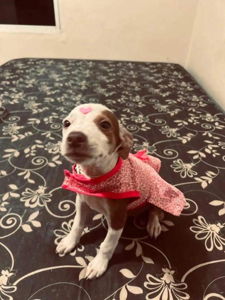 Ela, cachorro de porte pequeno para adoção em Campo Grande - MS — foto 2 de 3