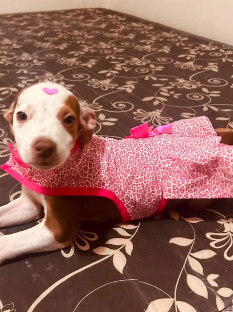 Ela, cachorro de porte pequeno para adoção em Campo Grande - MS — foto 3 de 3