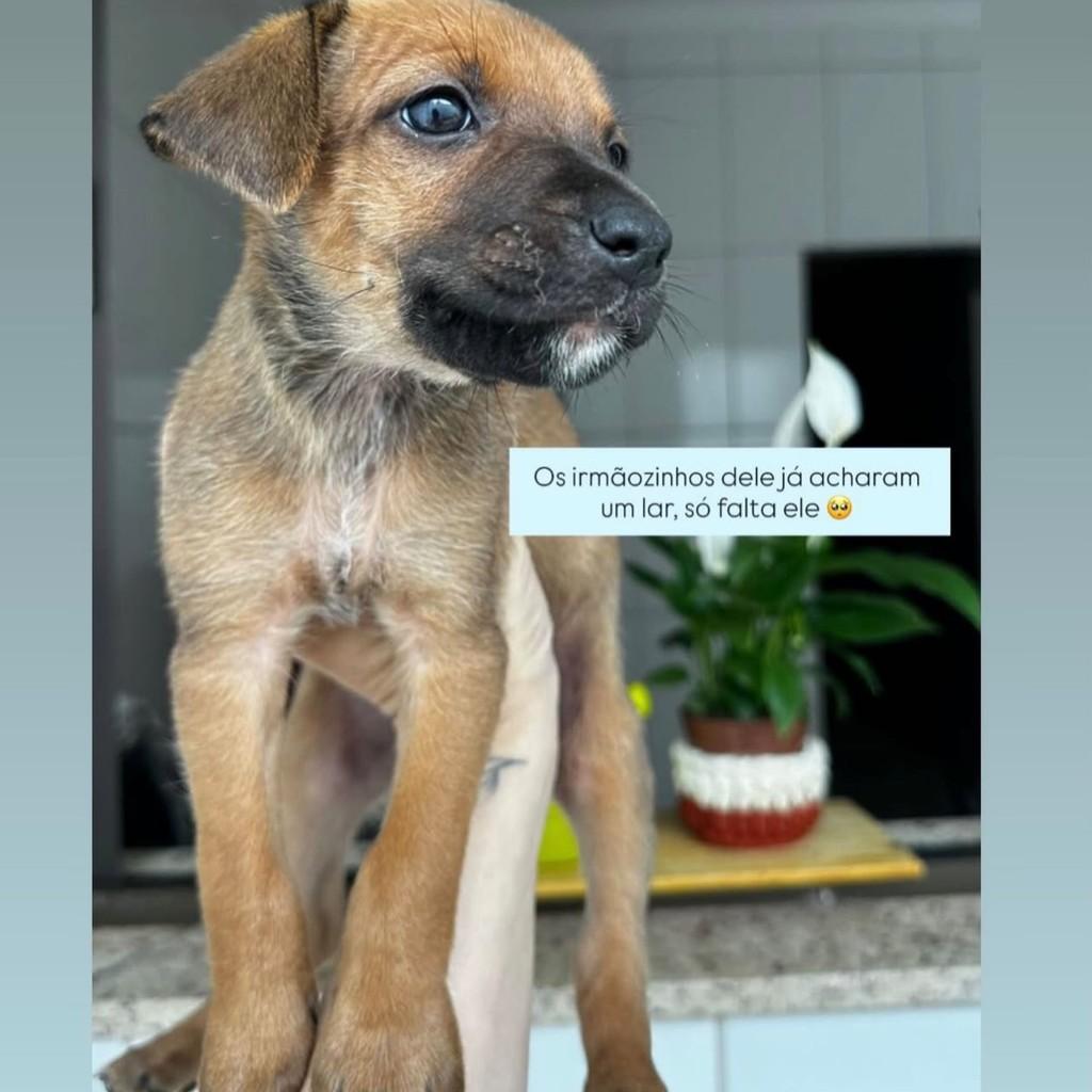 Bebezinho, cachorro de porte pequeno para adoção em Campo Grande - MS