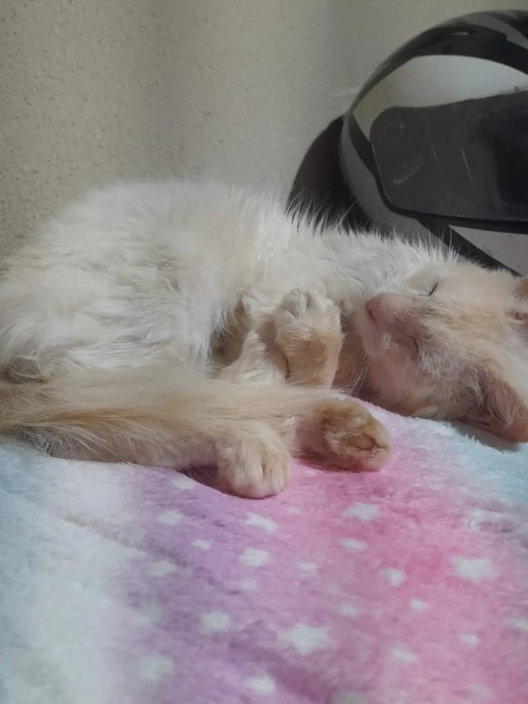 Tunico, gato de porte médio para adoção em Campo Grande - MS