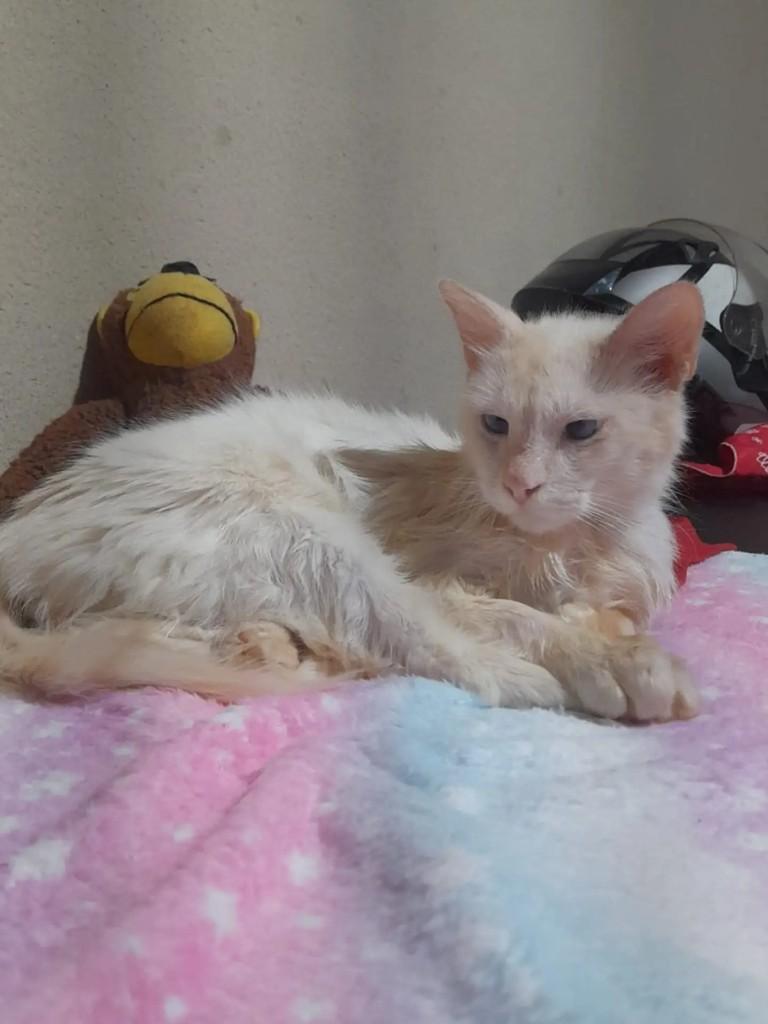 Tunico, gato de porte médio para adoção em Campo Grande - MS — foto 2 de 4